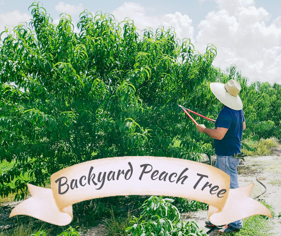 Grahams U Pick Peaches in Umatilla, FL