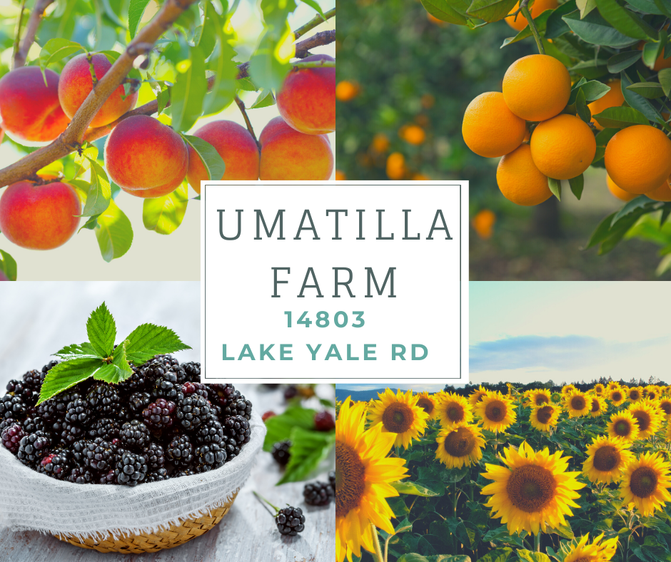 Grahams U Pick Peaches in Umatilla, FL (3)
