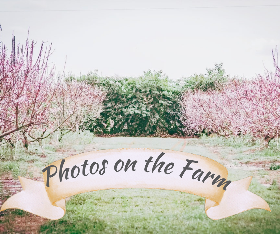 Grahams U Pick Peaches in Umatilla, FL (4)