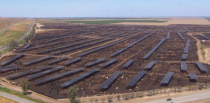 Harris Feeding Company in Coalinga, CA