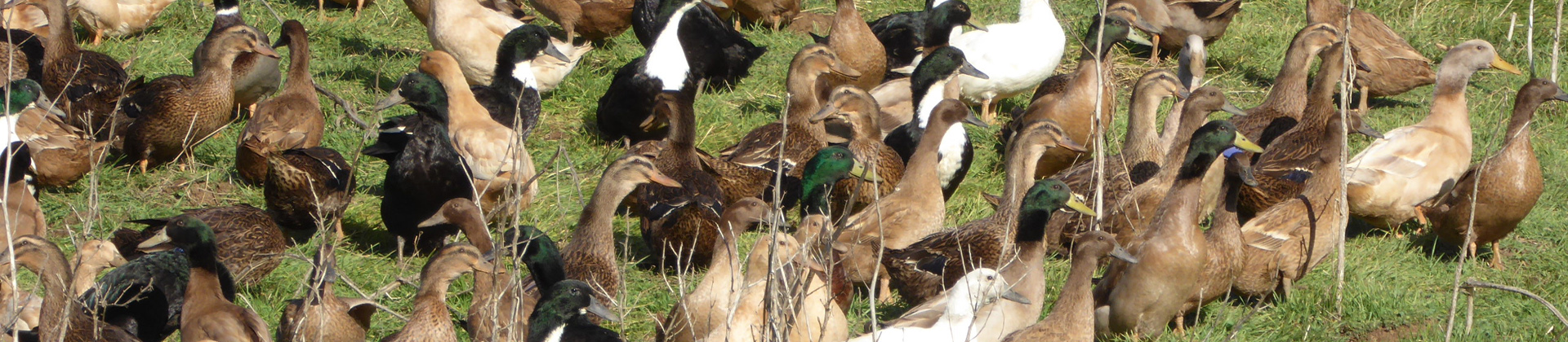 Metzer Farms in Gonzales, CA (5)