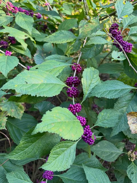 Abanitu Organics in Roxboro, NC (5)