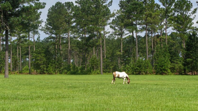 Agri Land Realty, LLC in Blakely, GA (4)