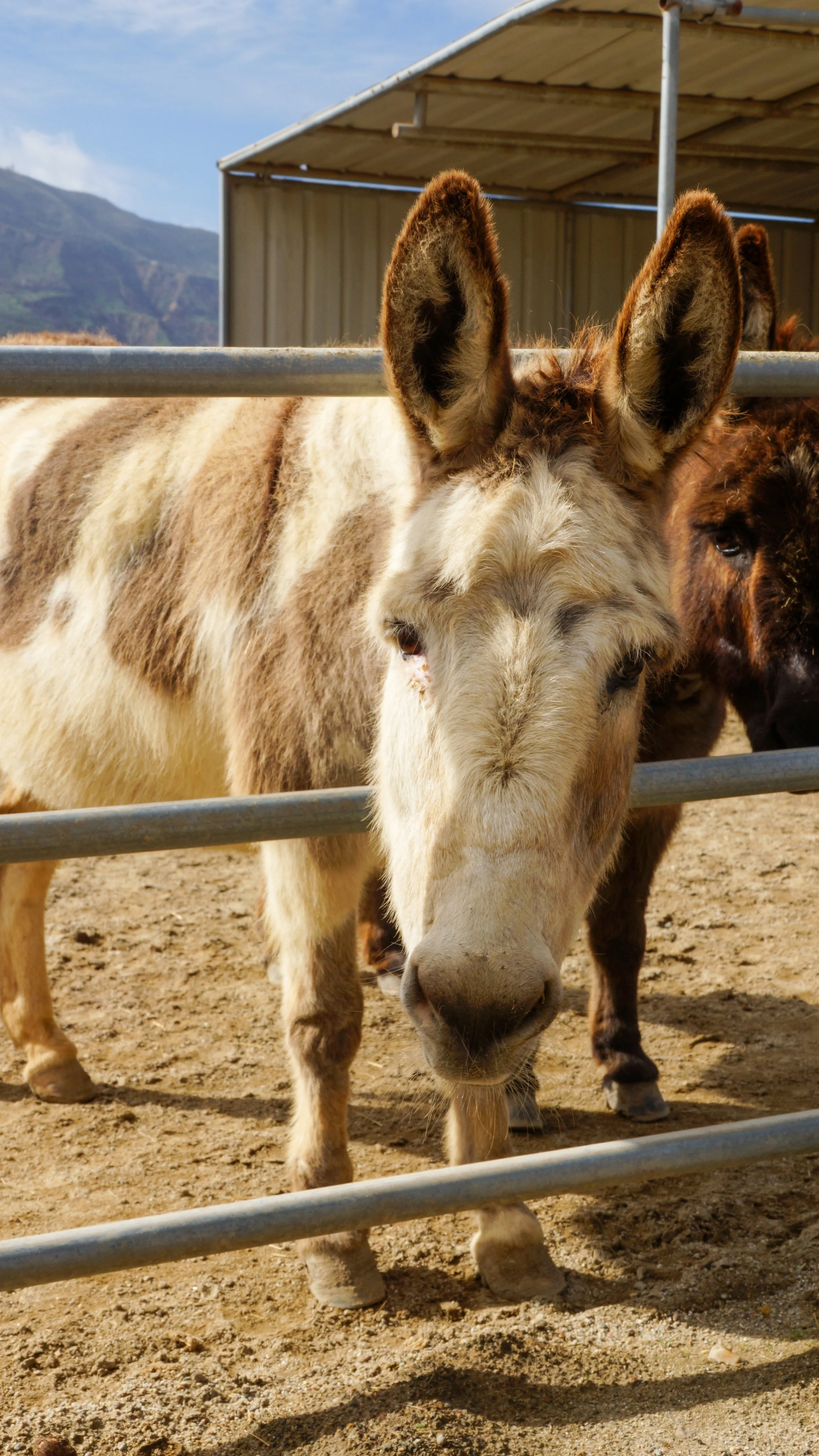 Prancer’s Farm in Santa Paula, CA