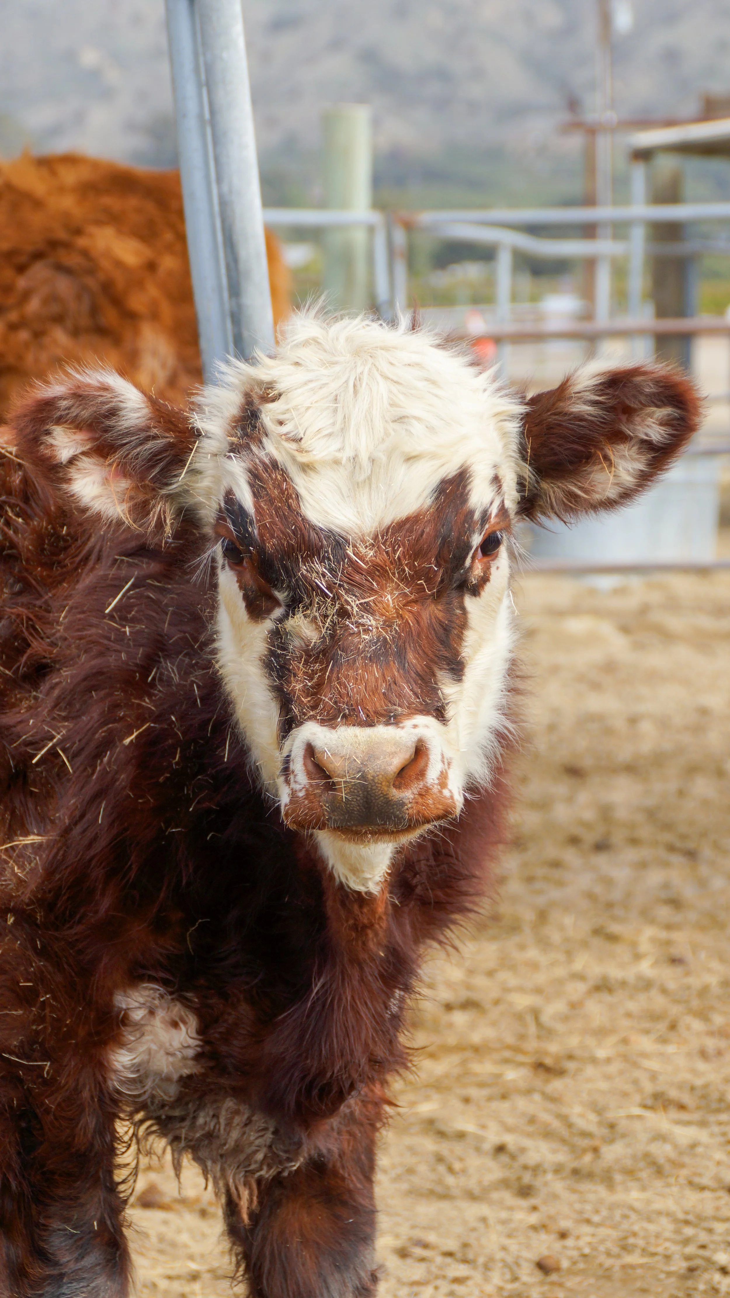 Prancer’s Farm in Santa Paula, CA (3)