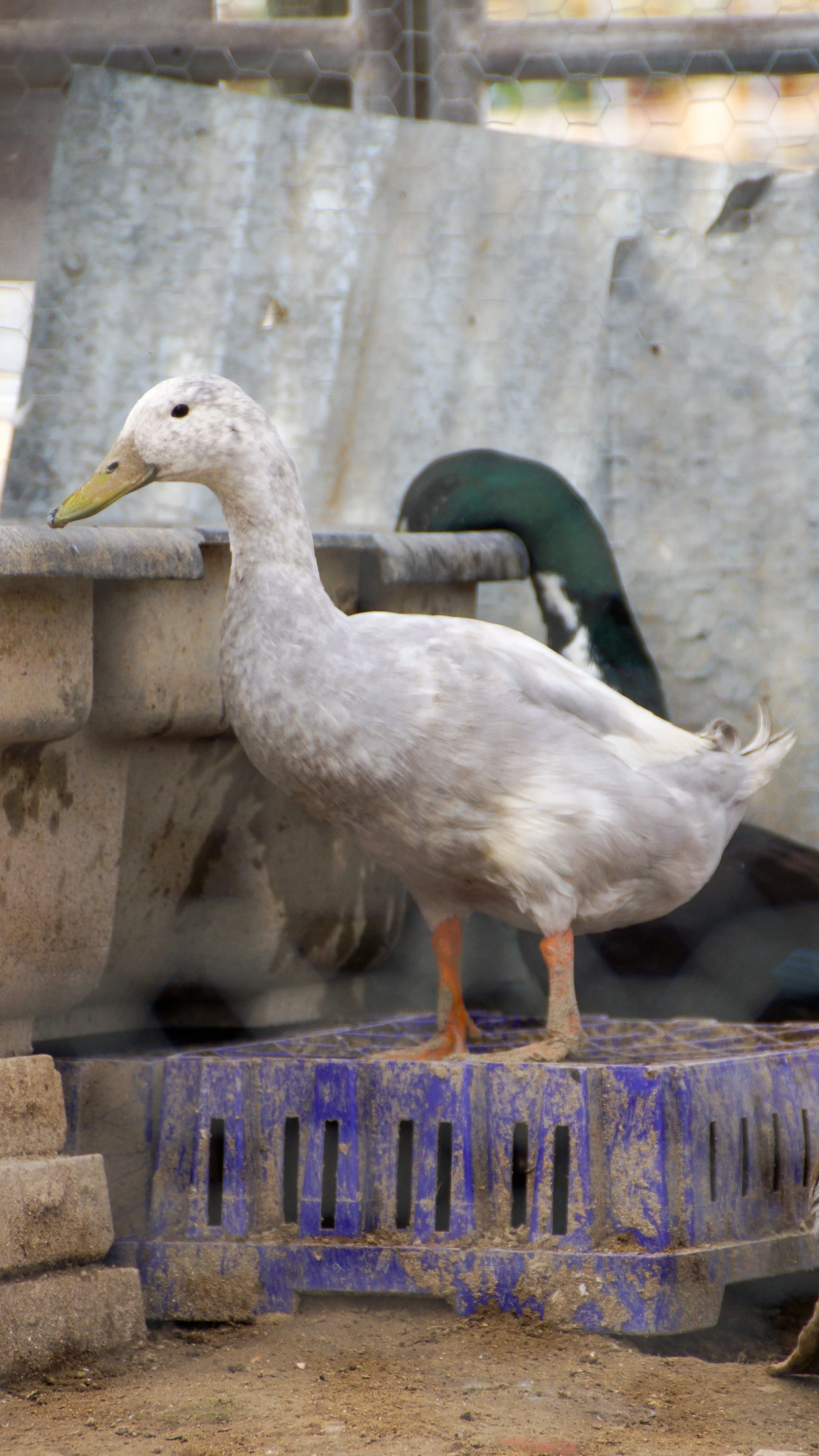 Prancer’s Farm in Santa Paula, CA (5)