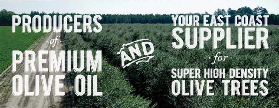 Georgia Olive Farms in Lakeland, GA (2)