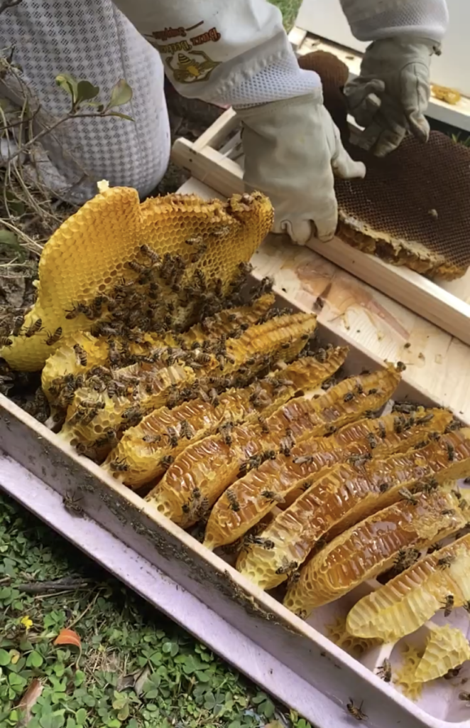 Black Ops Beekeeping in Borrego Springs, CA