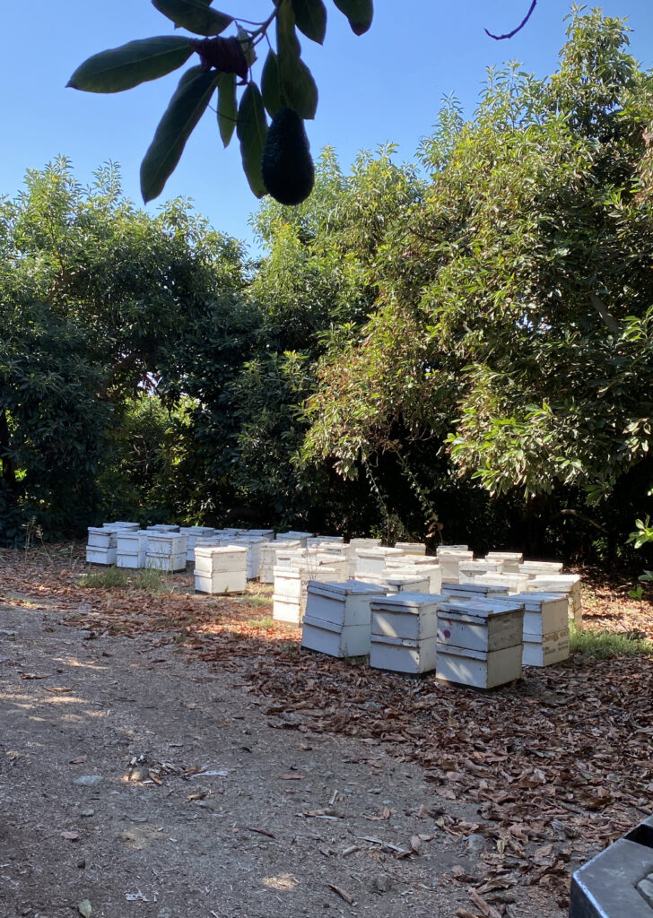 Black Ops Beekeeping in Borrego Springs, CA (2)