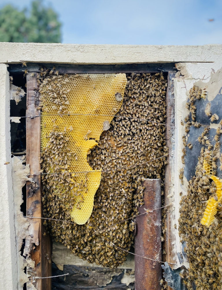 Black Ops Beekeeping in Borrego Springs, CA (3)