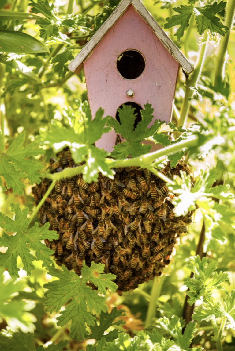Black Ops Beekeeping in Borrego Springs, CA (4)