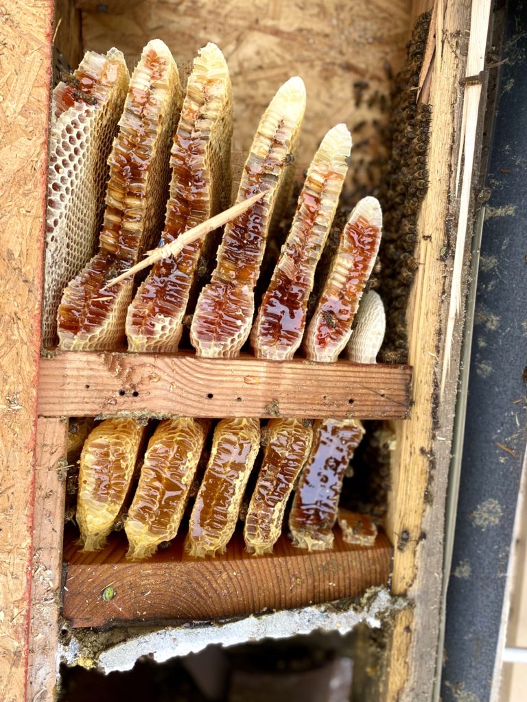 Black Ops Beekeeping in Borrego Springs, CA (5)