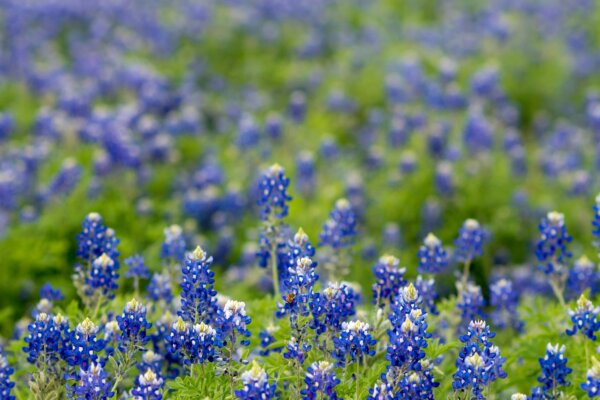 Kirby Smith - Kirby Smith Realty Group in Port Neches, TX (2)
