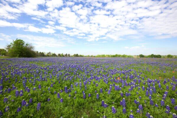 Kirby Smith - Kirby Smith Realty Group in Port Neches, TX (4)