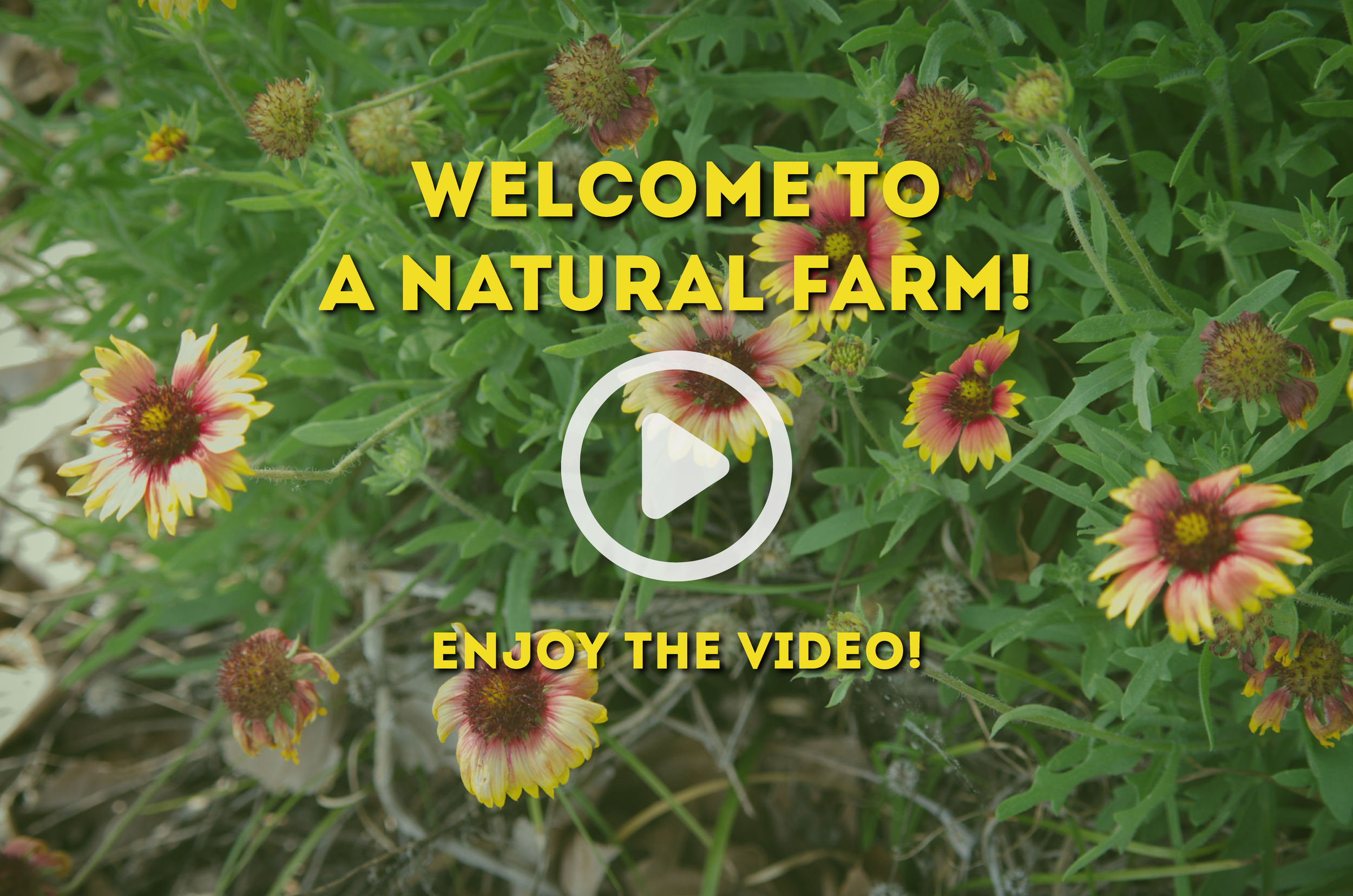 A Natural Farm and Educational Center in Howey-In-The-Hills, FL (2)