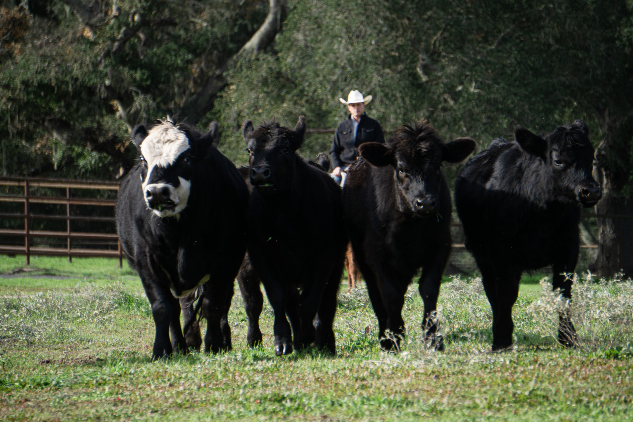 Zaca Creek Ranch in Buellton, CA