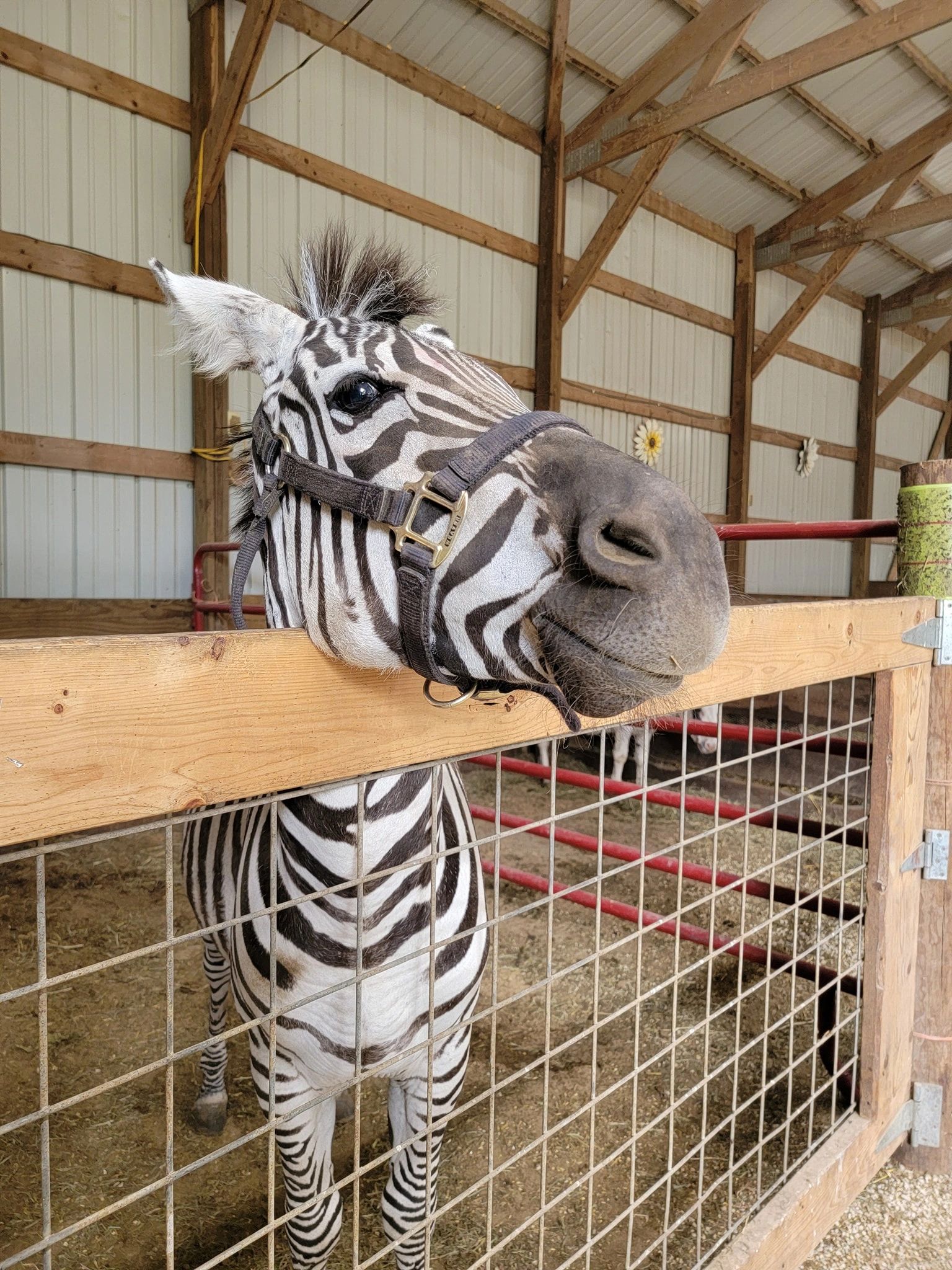 Havens Petting Farm in Blue Mounds, WI