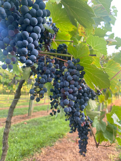 At The Barn Winery in Lawrenceburg, IN (4)
