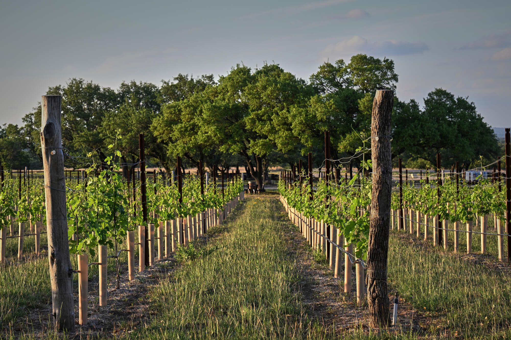 Siboney Cellars in Johnson City, TX (3)