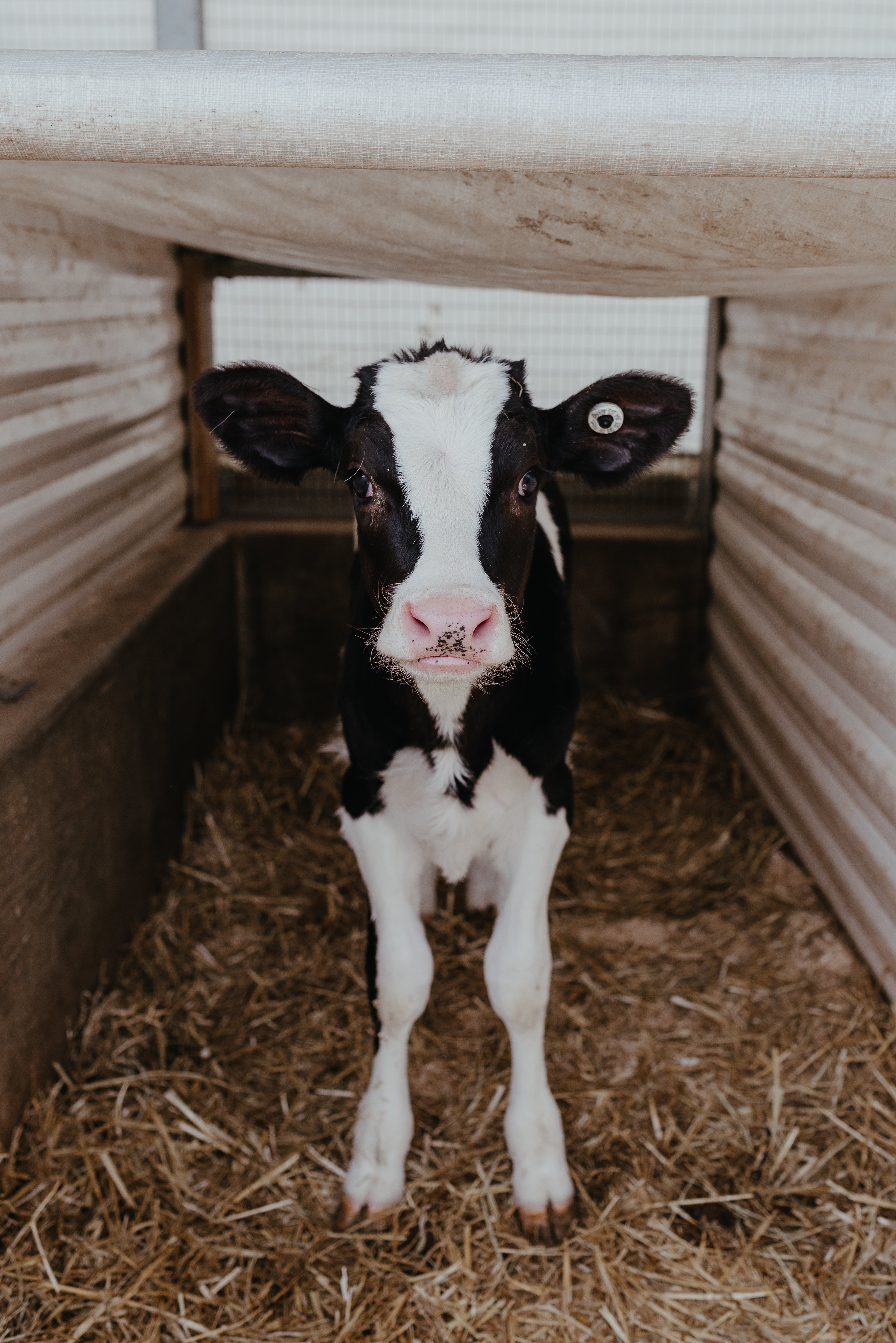 Pleasant Lane Farms in Latrobe, PA (2)