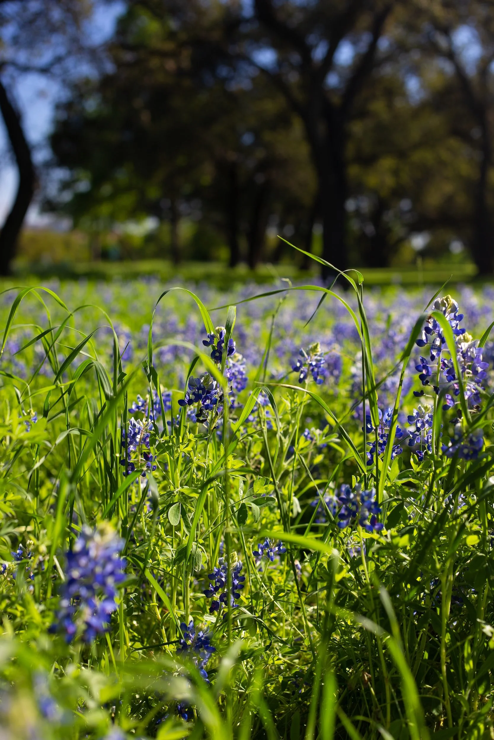 Galm Real Estate, LLC in Castroville, TX (4)