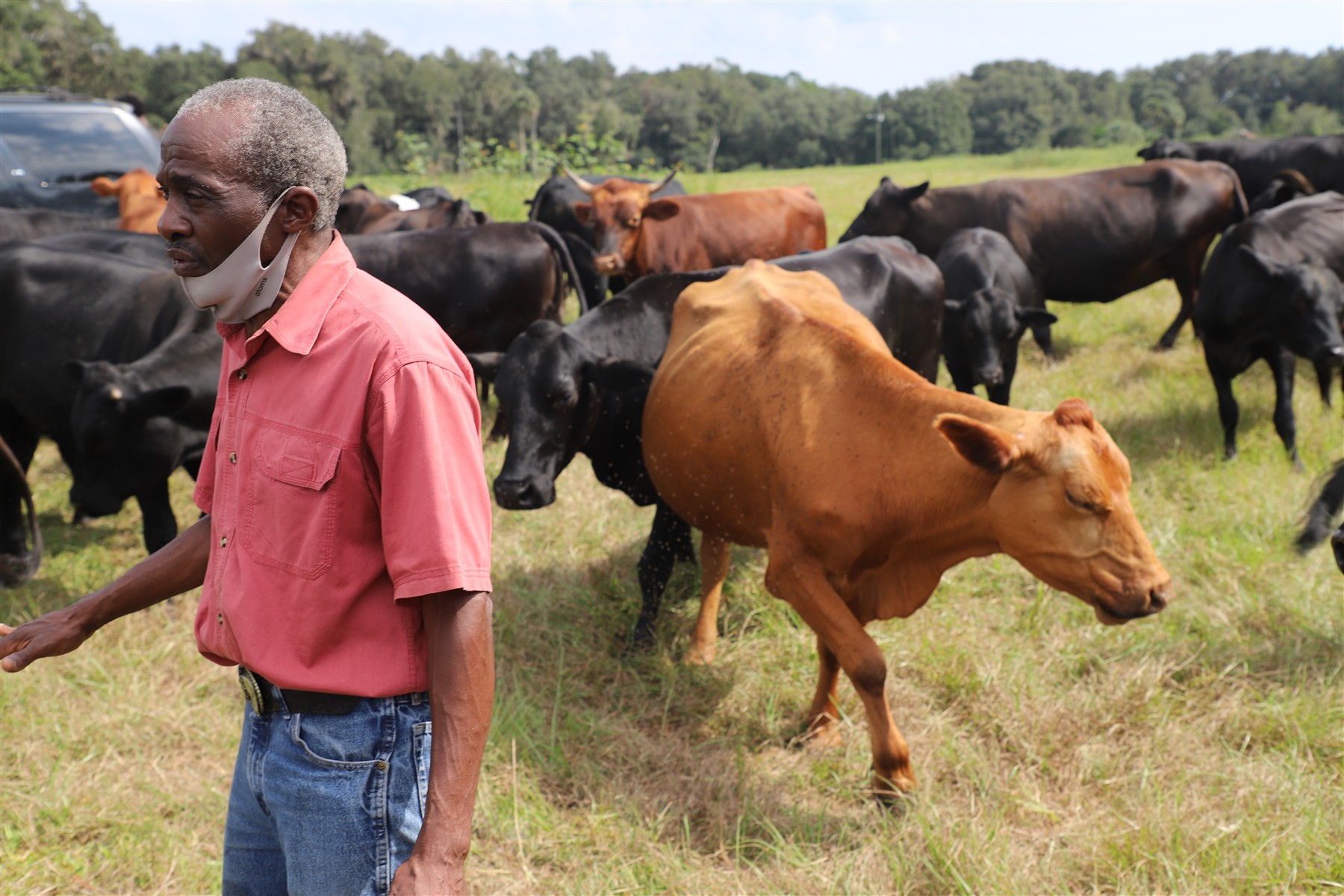 Nix Sustainable Beef Farm in Rochelle, FL (2)