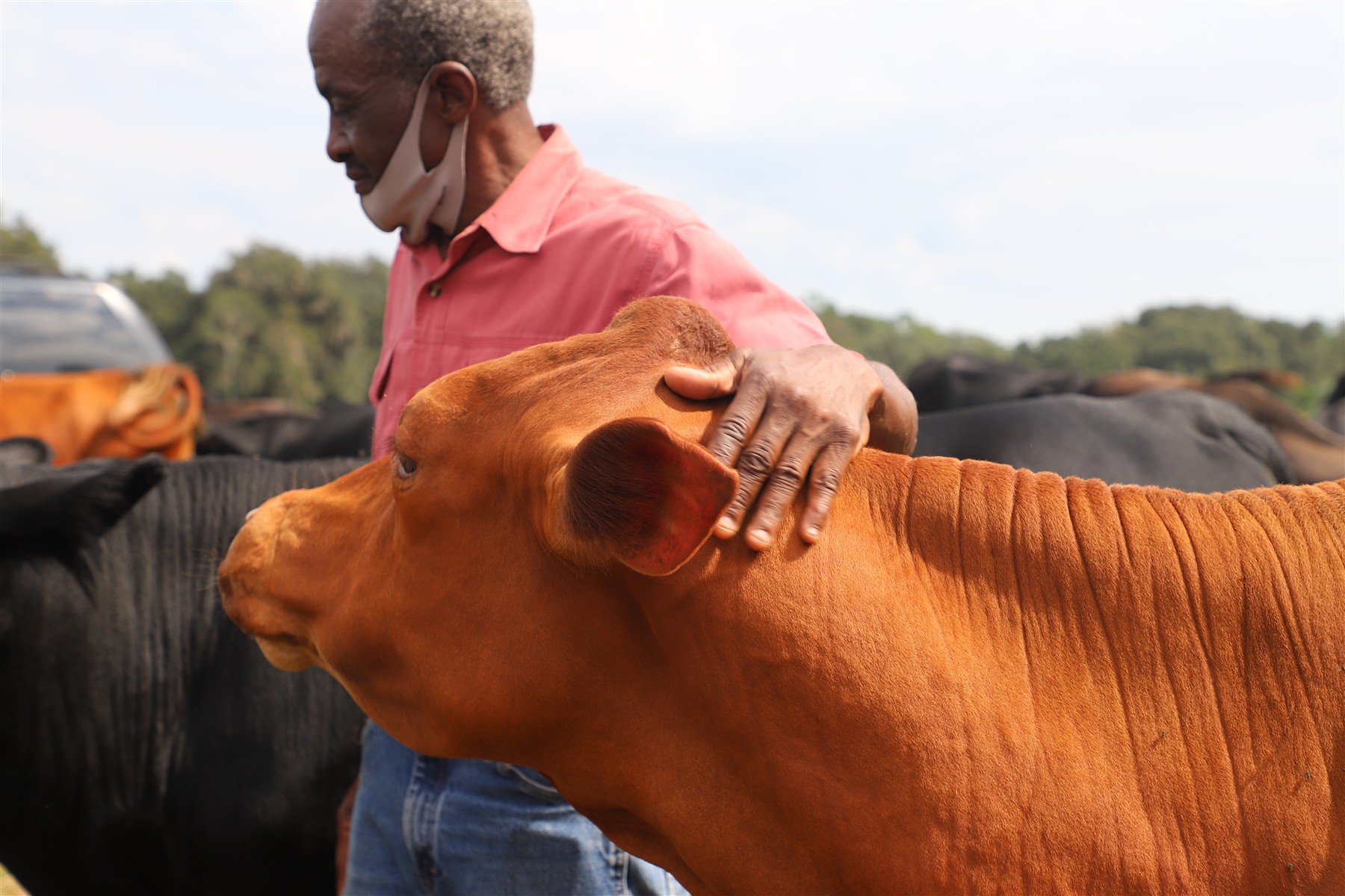 Nix Sustainable Beef Farm in Rochelle, FL (3)