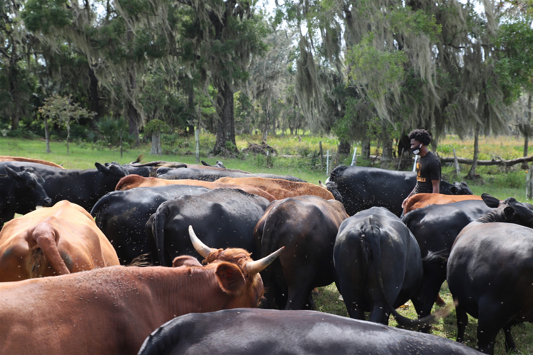Nix Sustainable Beef Farm in Rochelle, FL (4)