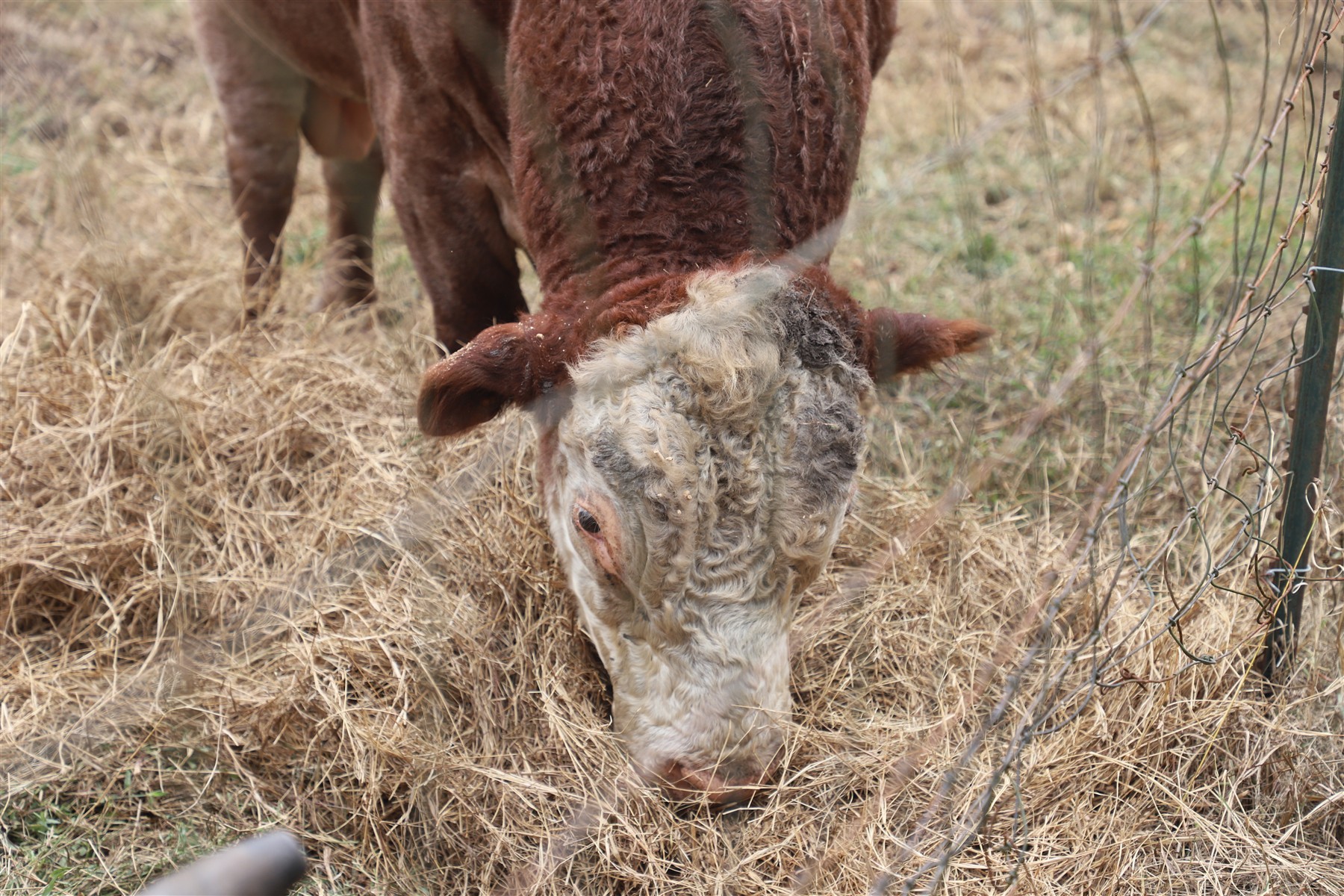 Nix Sustainable Beef Farm in Rochelle, FL (5)