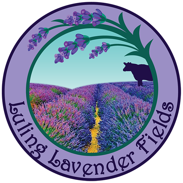 Luling Lavender Fields, LLC in Luling, TX