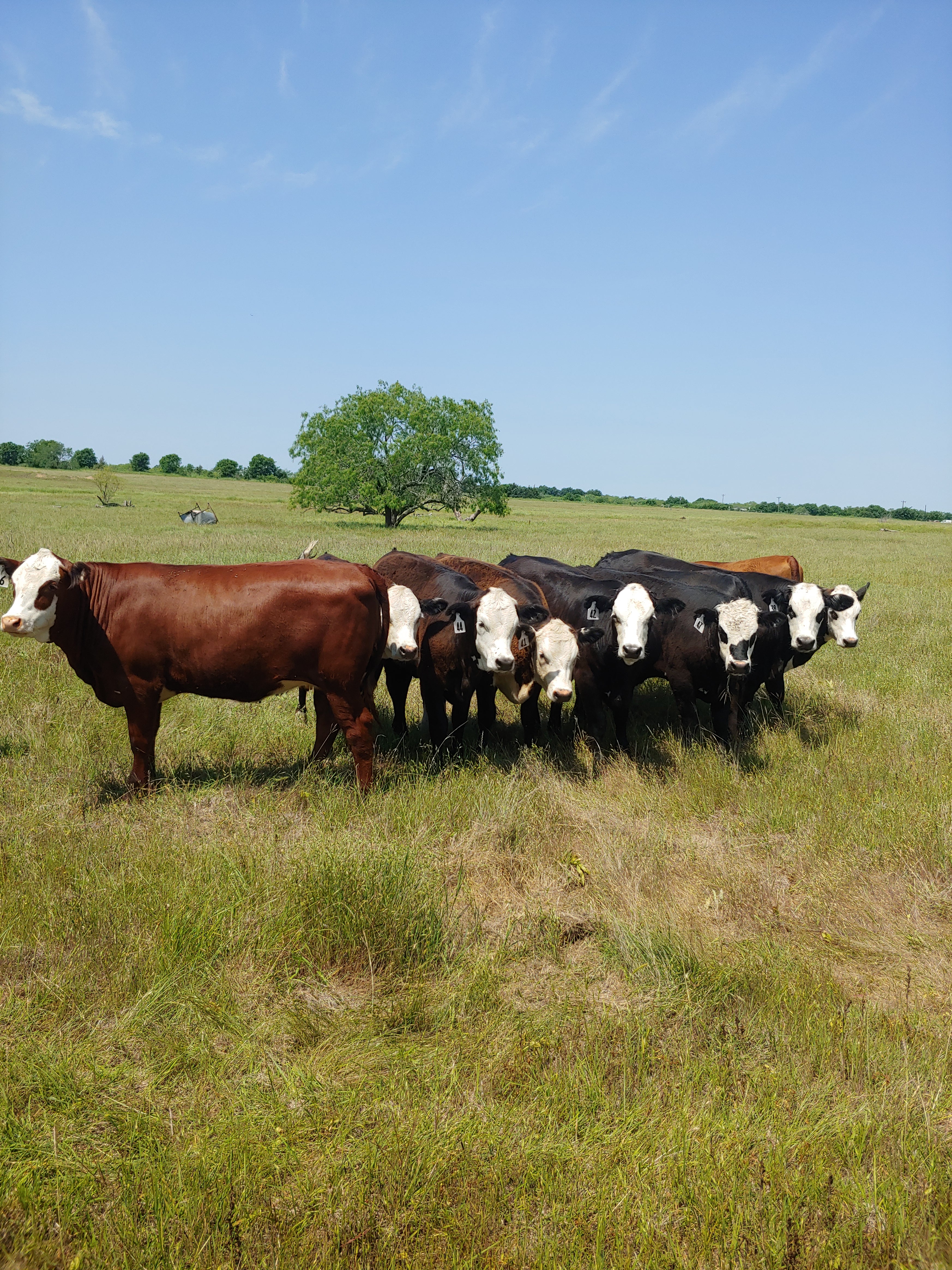 Ashcraft Beef LLC in Bardwell, TX