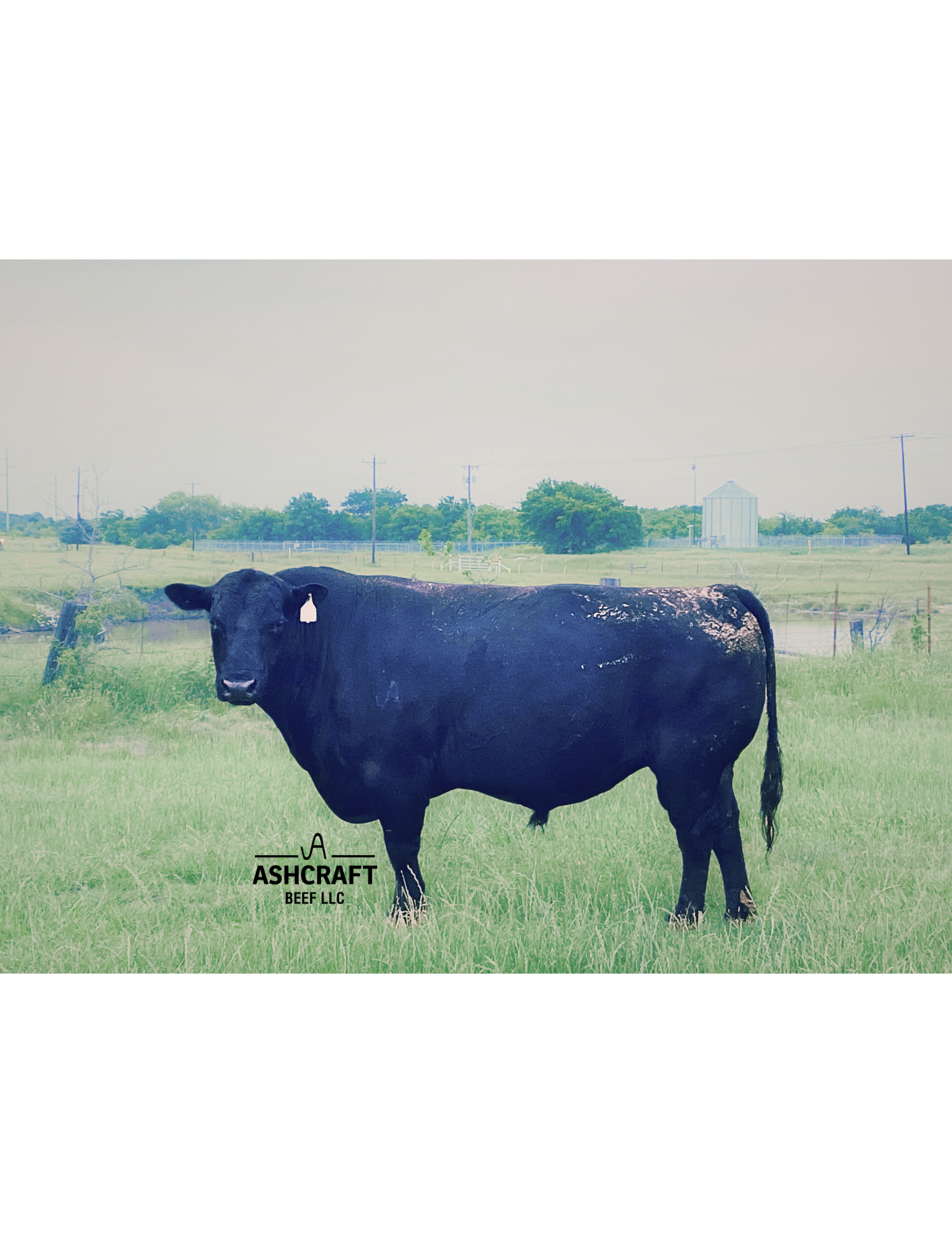 Ashcraft Beef LLC in Bardwell, TX (2)