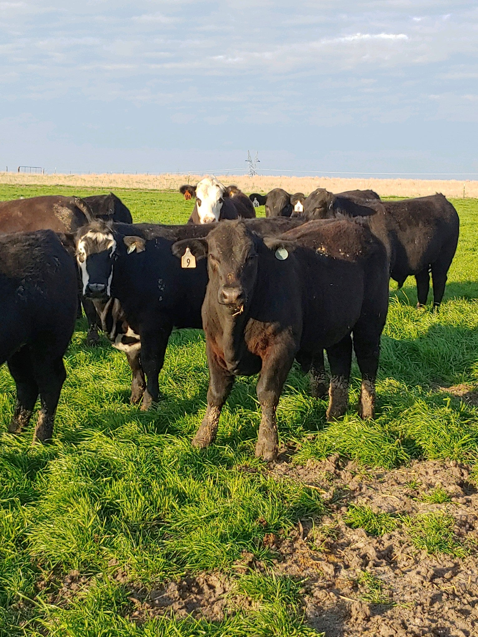 Ashcraft Beef LLC in Bardwell, TX (4)