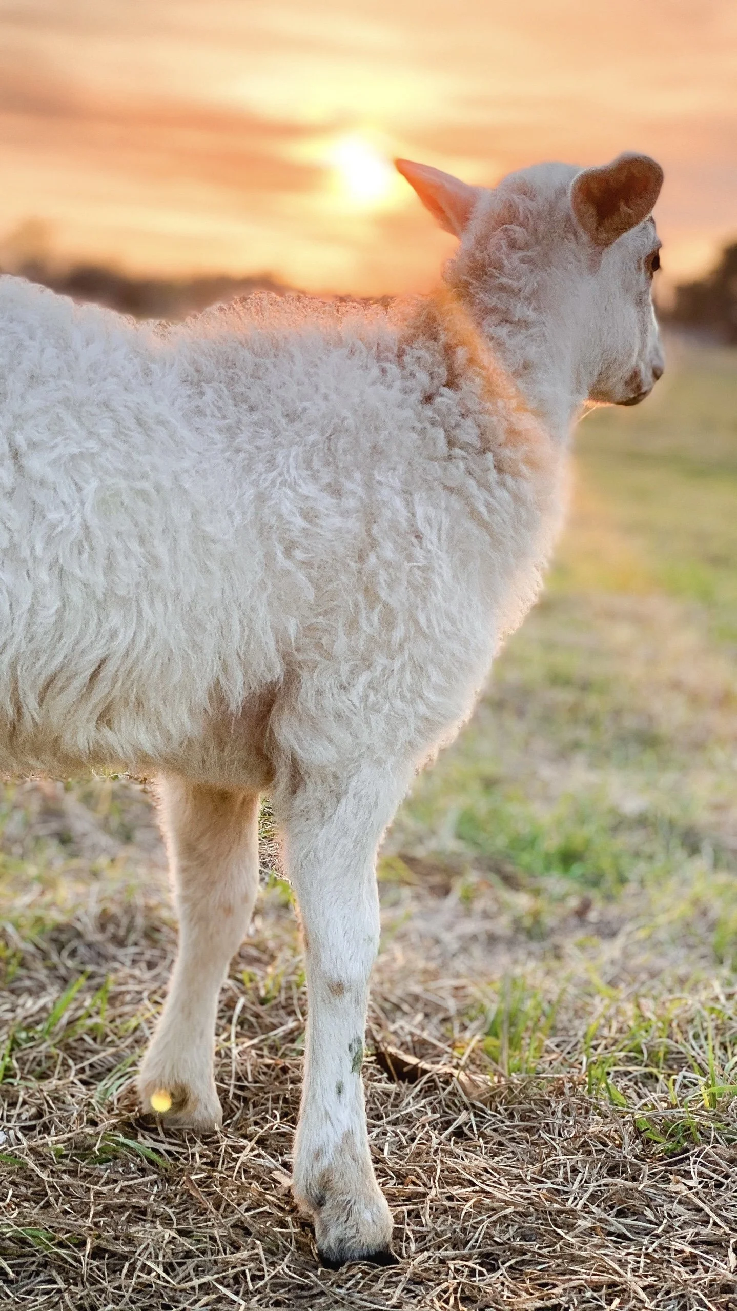 Hood Family Farms in Bullard, TX (2)