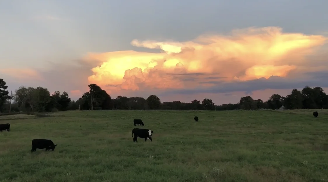 Hood Family Farms in Bullard, TX (4)