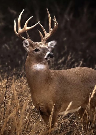 Whitetail Properties Real Estate in Ballinger, TX (4)