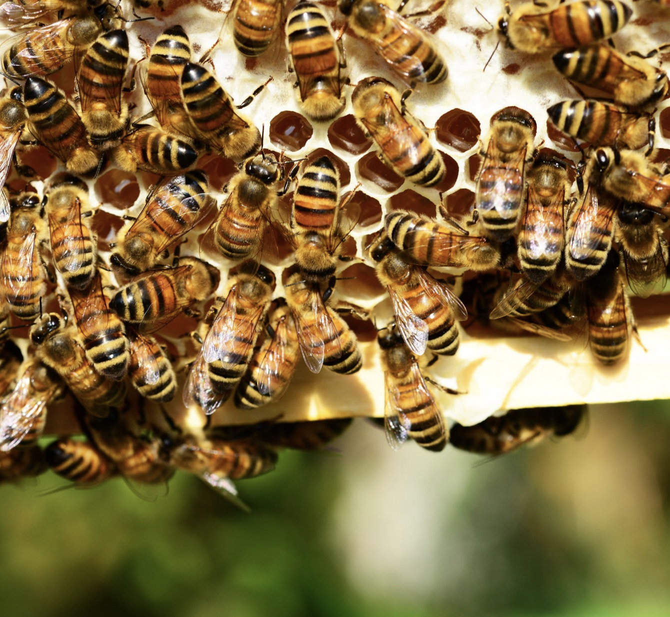 BarnYard Bees Inc in Chatsworth, GA
