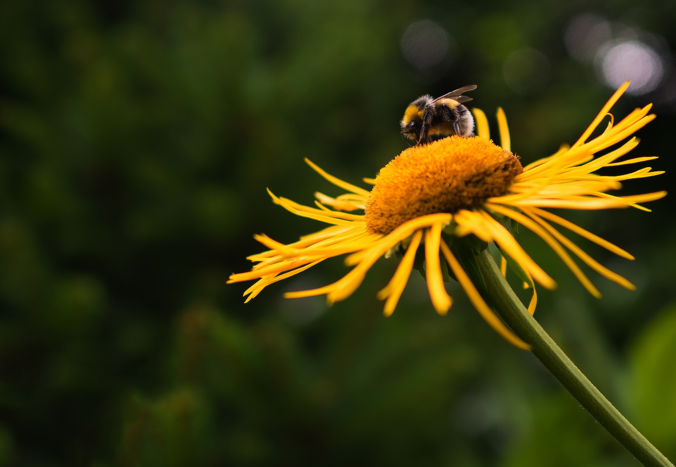 BarnYard Bees Inc in Chatsworth, GA (6)