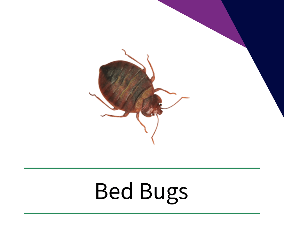 Black Knight Pest Services in Martinsburg, WV (6)