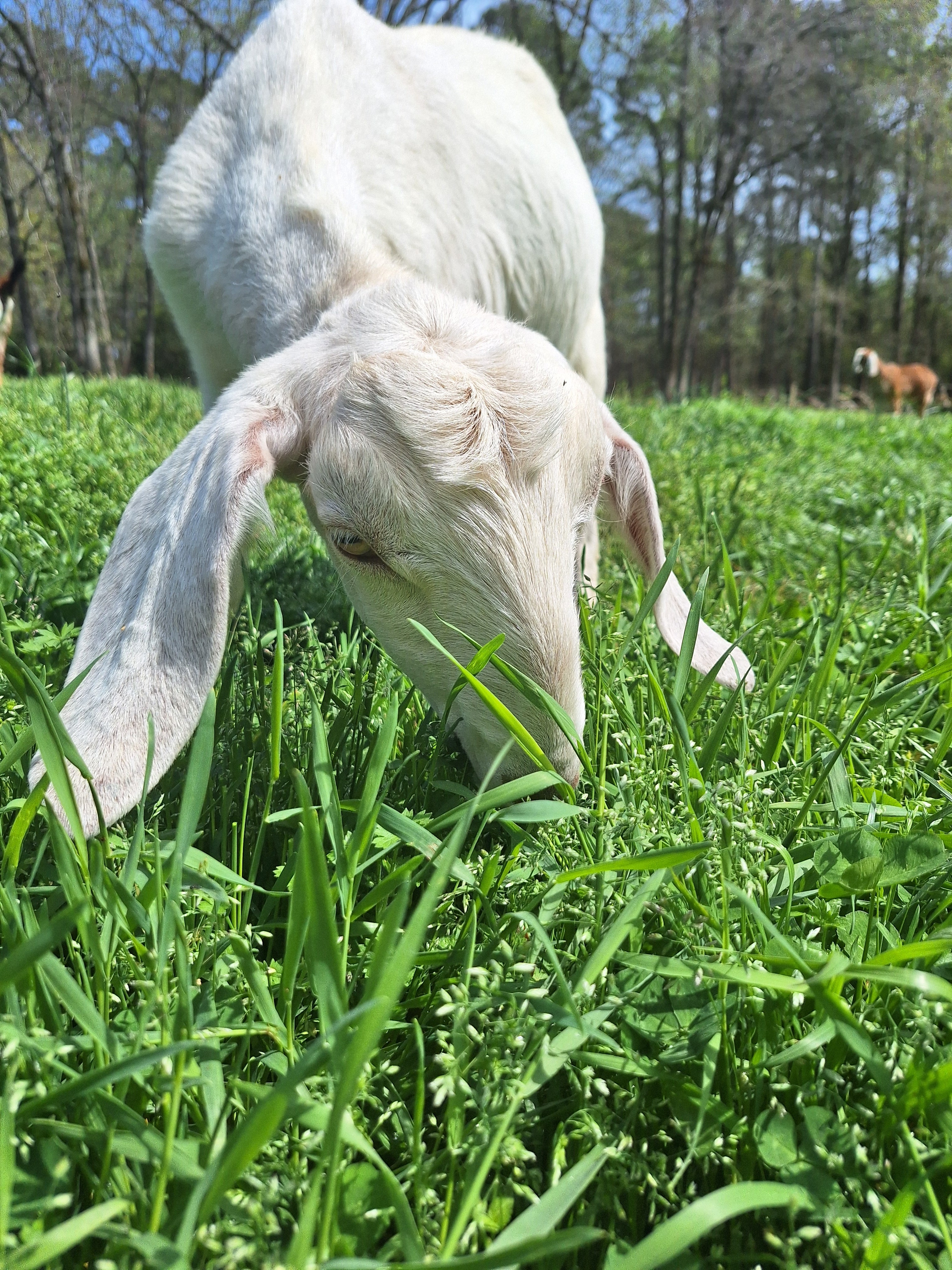 Leaping Goat Soap in Watkinsville, GA (2)