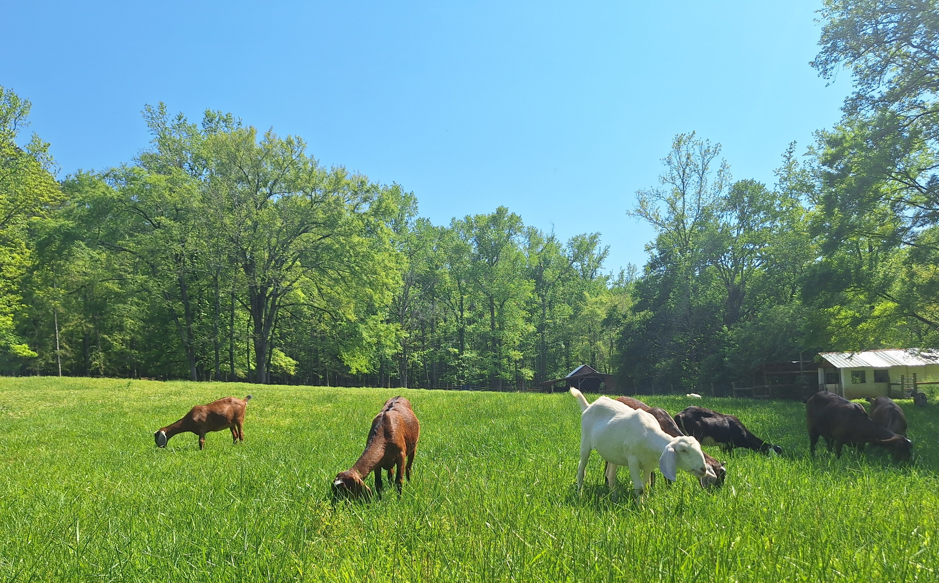 Leaping Goat Soap in Watkinsville, GA (3)