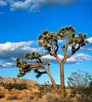 Charlton Weeks LLP in Palmdale, CA