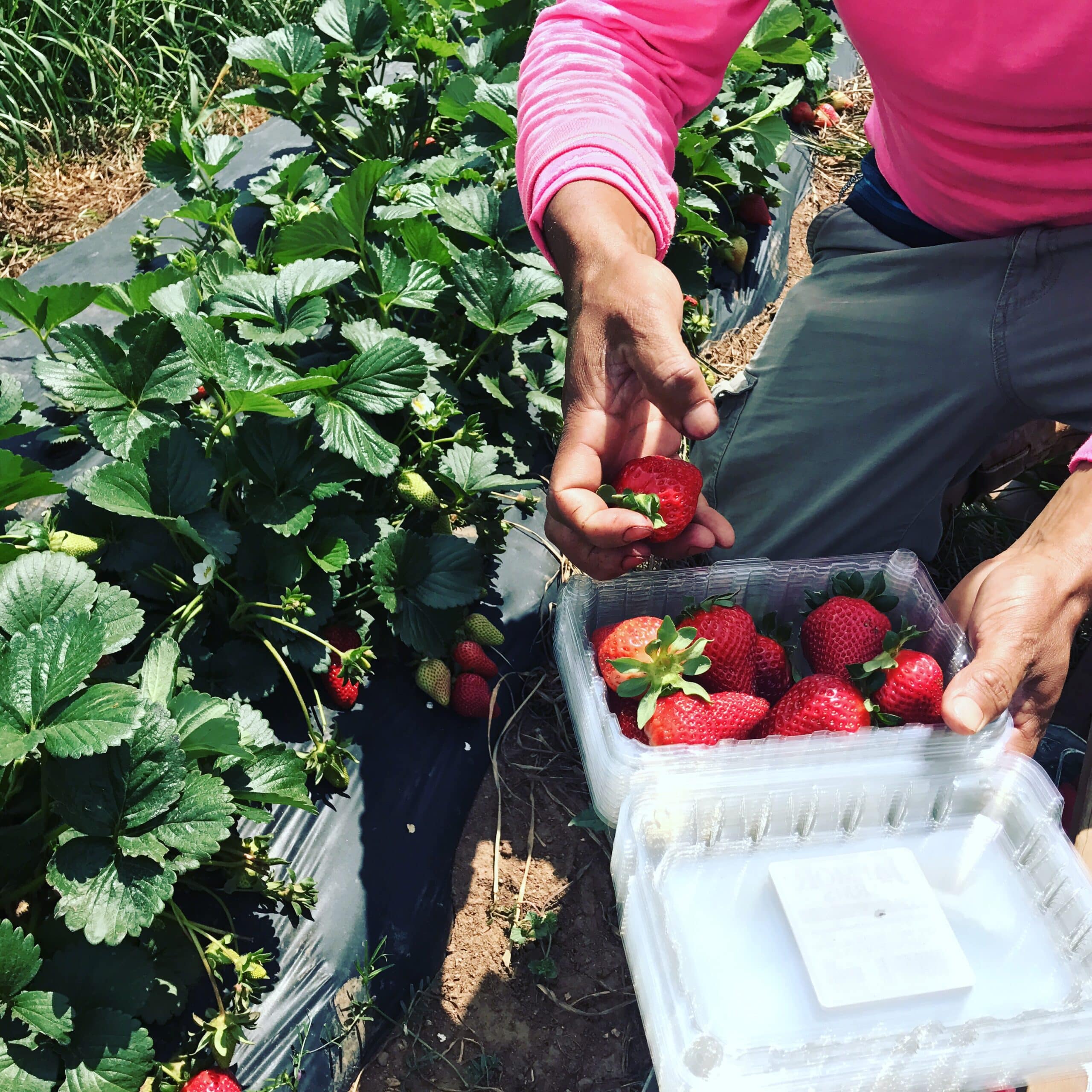 Jaemor Farms in Alto, GA
