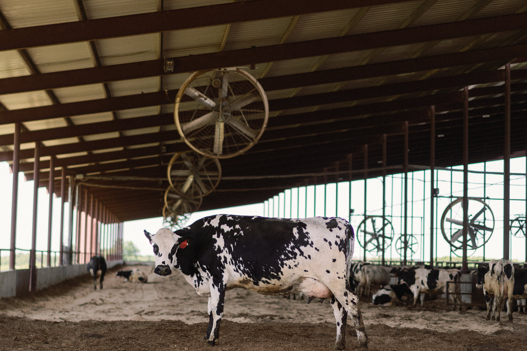 1836 Farms in Terrell, TX