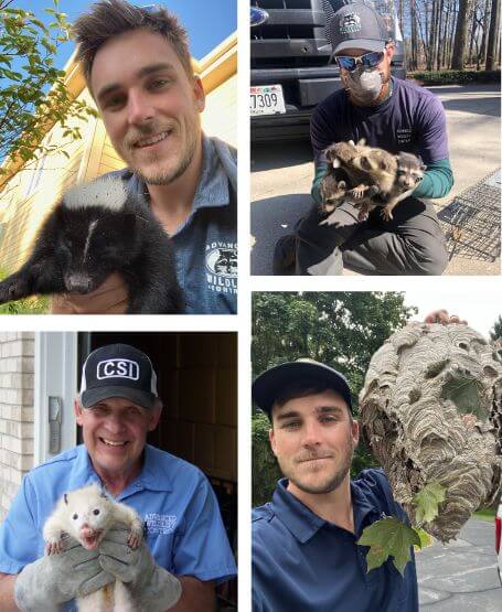 Advanced Wildlife and Pest Control in Slinger, WI