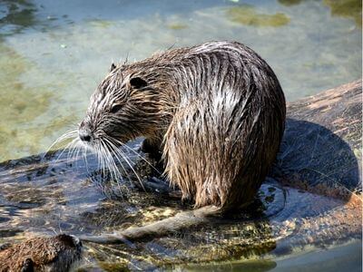 Advanced Wildlife and Pest Control in Slinger, WI (2)