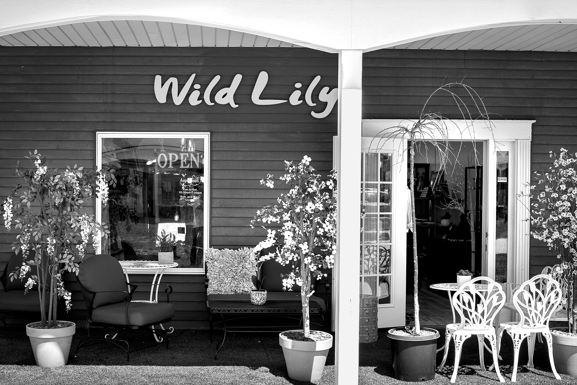 Wild Lily in Piermont, NY (5)