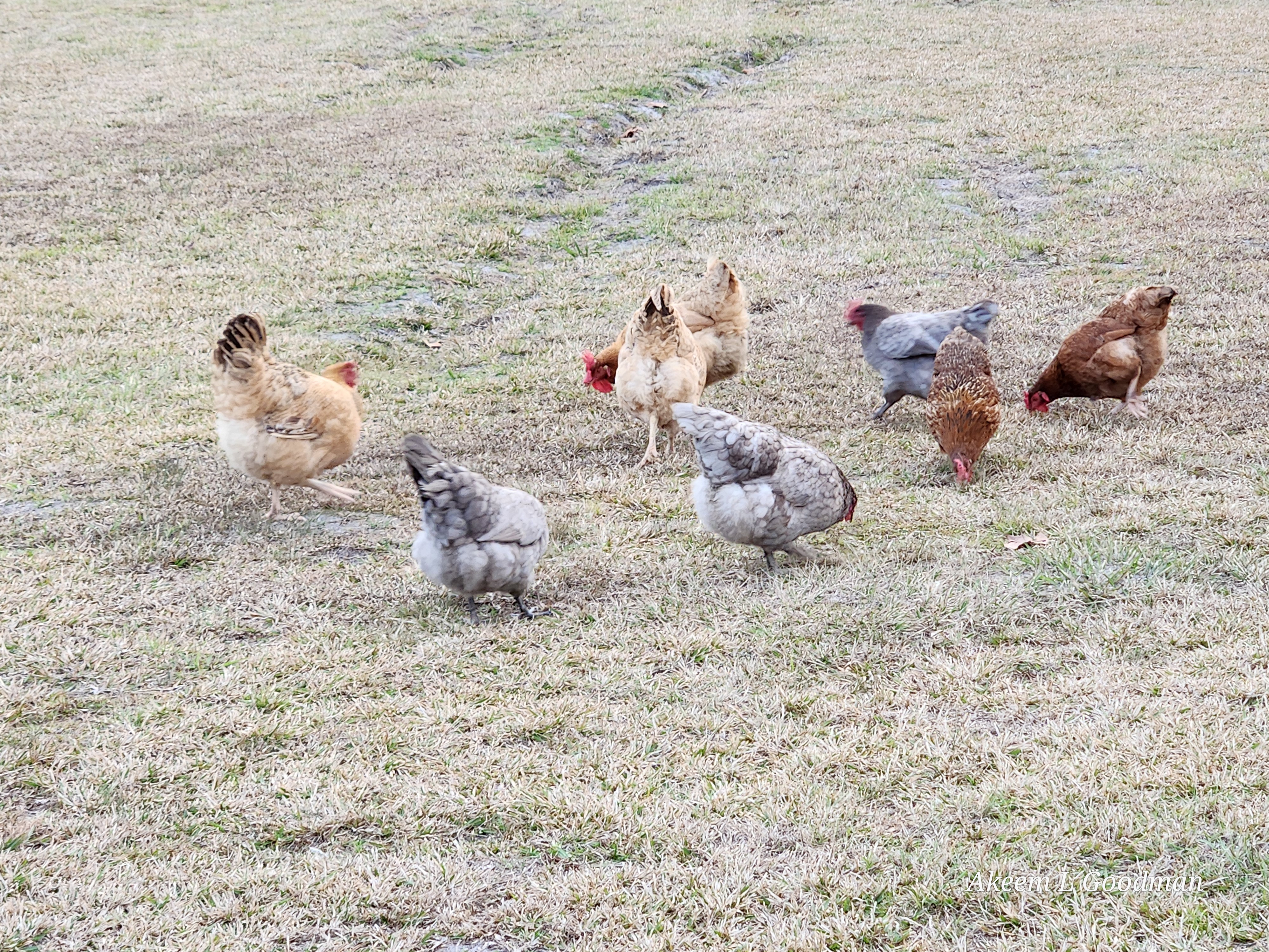 A.L. Goodman Farms LLC in Waycross, GA