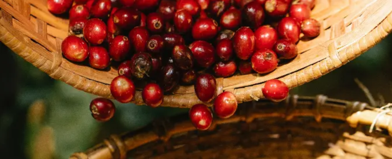 Dilla Coffee Roasters in Dallas, TX