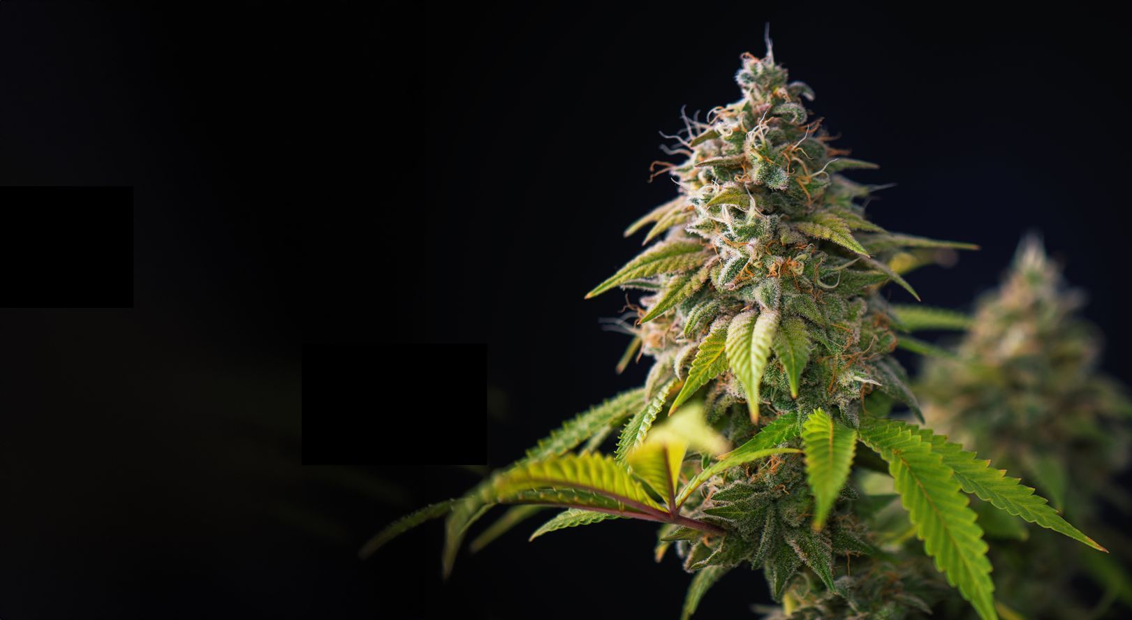 One Plant Weed Dispensary & Delivery Service Antioch in Antioch, CA (5)